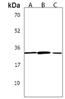 Stanniocalcin 2 Antibody