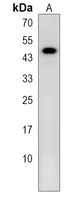 GPR137 Rabbit Polyclonal Antibody