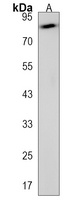 CDHR5 Antibody