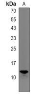 HIGD2A Rabbit Polyclonal Antibody