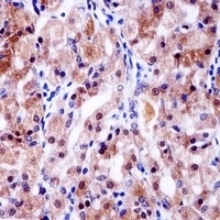 Anti-USP43 Antibody