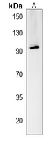 RGS9 Antibody