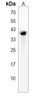 OAF Antibody