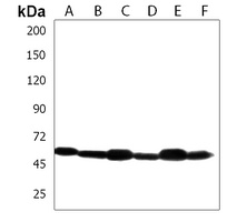 PDCD4 Antibody