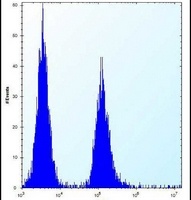 Anti-VASH2 Antibody