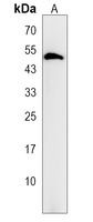 NIM1 Antibody