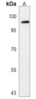 LRIG2 Rabbit Polyclonal Antibody