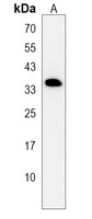 DHRS7C Antibody
