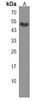 RANBP3L Antibody