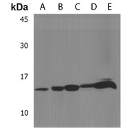 Selenoprotein K Rabbit Polyclonal Antibody