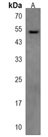 TUBA3C Rabbit Polyclonal Antibody