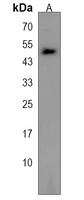 TLE6 Antibody