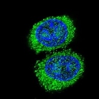 Anti-NPC1 Antibody