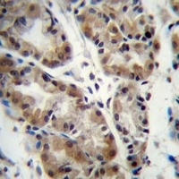 Anti-TAF8 Antibody