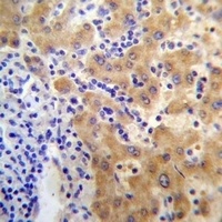 Anti-APCDD1 Antibody