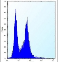 Anti-PI15 Antibody