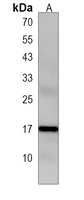 Apolipoprotein O Rabbit Polyclonal Antibody