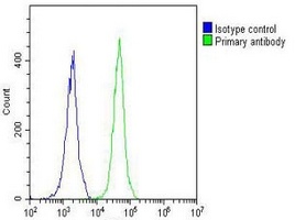 Anti-NETO2 Antibody