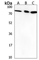 ZNF555 Rabbit Polyclonal Antibody