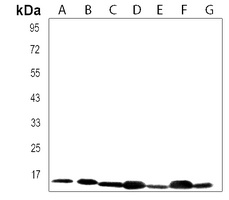 RPL34 Rabbit Polyclonal Antibody
