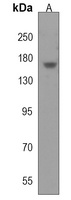 CNTLN Antibody
