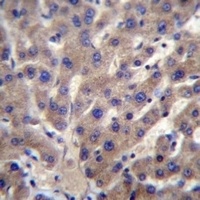 Anti-CNTLN Antibody