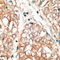 Anti-BOK Antibody