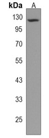 UNC5D Antibody