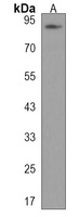SUSD2 Antibody