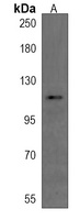 PLEKHM1 Antibody