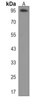 PHF14 Antibody