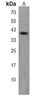TOR1B Antibody