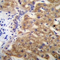 MUC15 Antibody