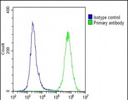 Anti-DUX4 Antibody