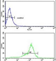 Anti-BCL2A1 Antibody