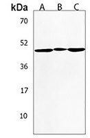 IGHE Rabbit Polyclonal Antibody