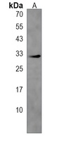 C2orf73 Antibody