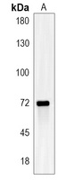 SCLT1 Rabbit Polyclonal Antibody