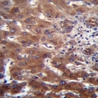 SCLT1 Rabbit Polyclonal Antibody