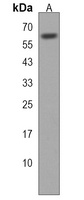 SLC15A3 Antibody
