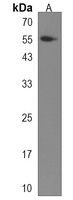 SCHIP1 Antibody