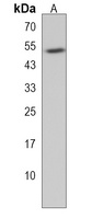 FAM8A1 Rabbit Polyclonal Antibody