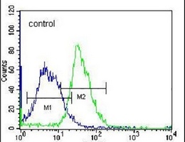 Anti-PLEKHH1 Antibody