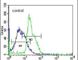 Anti-RPL15 Antibody