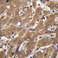 Anti-SPOPL Antibody