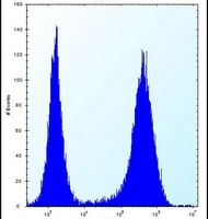 Anti-SPOPL Antibody