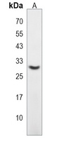 DNAJC27 Antibody