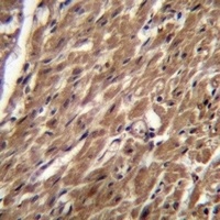 BTG3 Rabbit Polyclonal Antibody