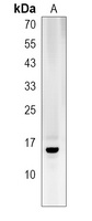 HIST1H2BO Antibody