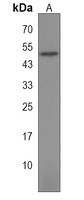 FAM188B2 Rabbit Polyclonal Antibody